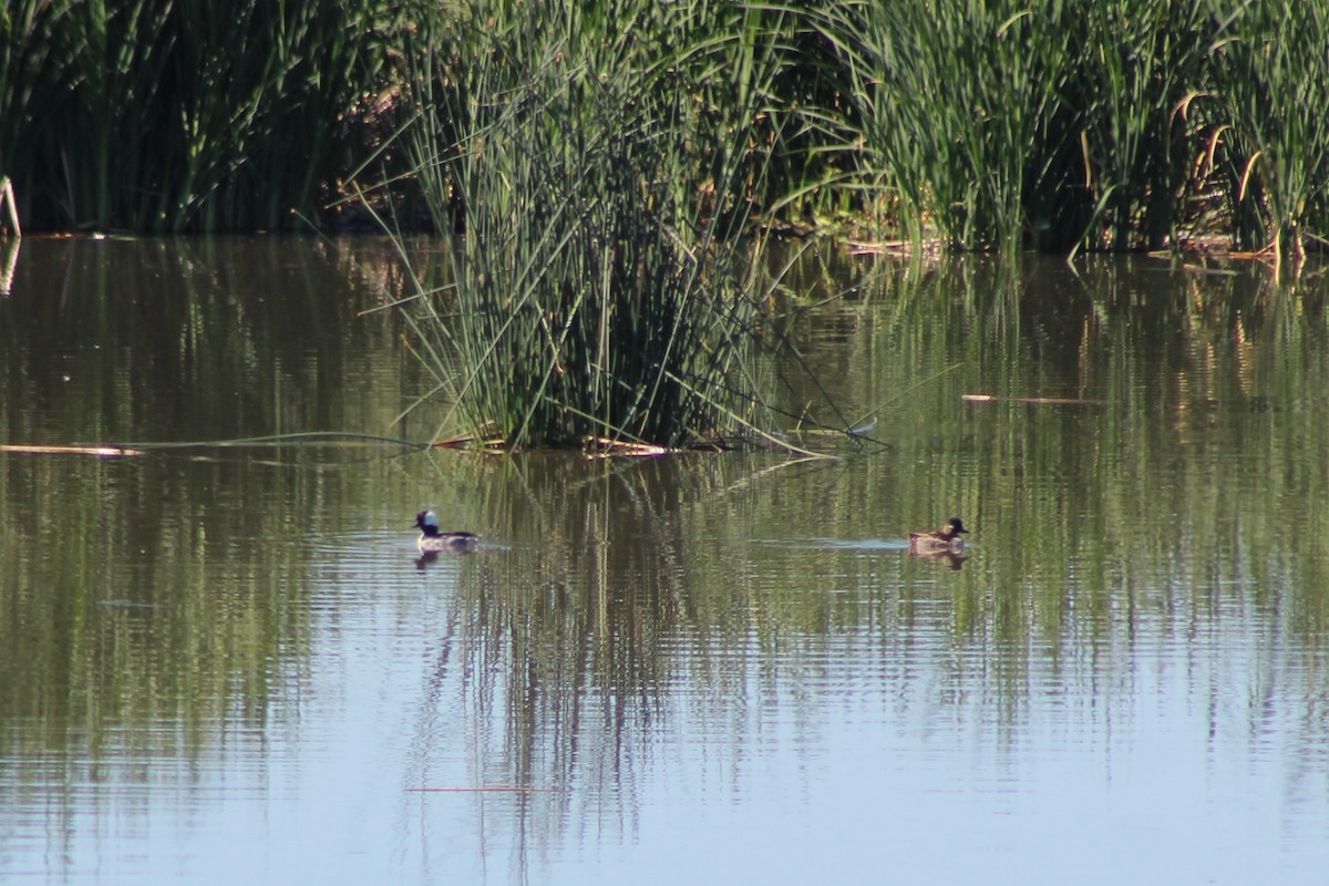 Bufflehead - ML462877211