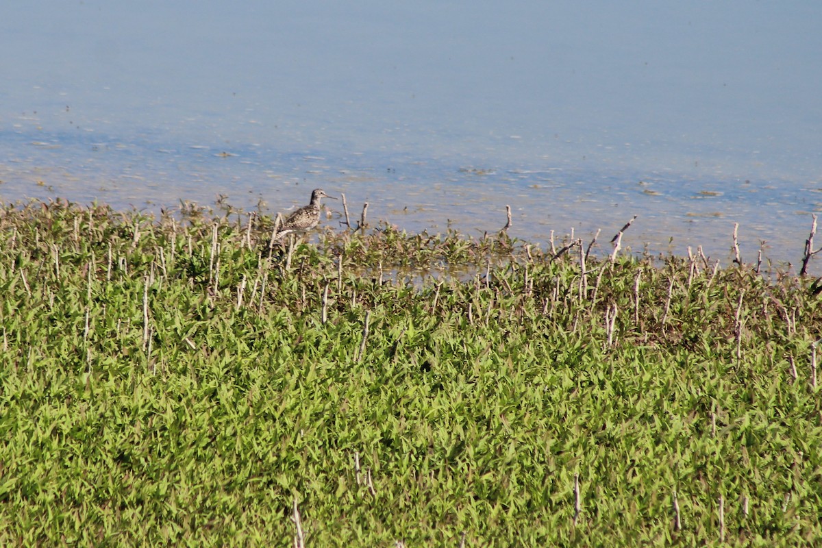 Lesser Yellowlegs - ML462877261