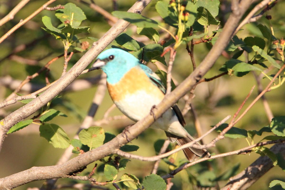 Lazuli Bunting - ML462878161