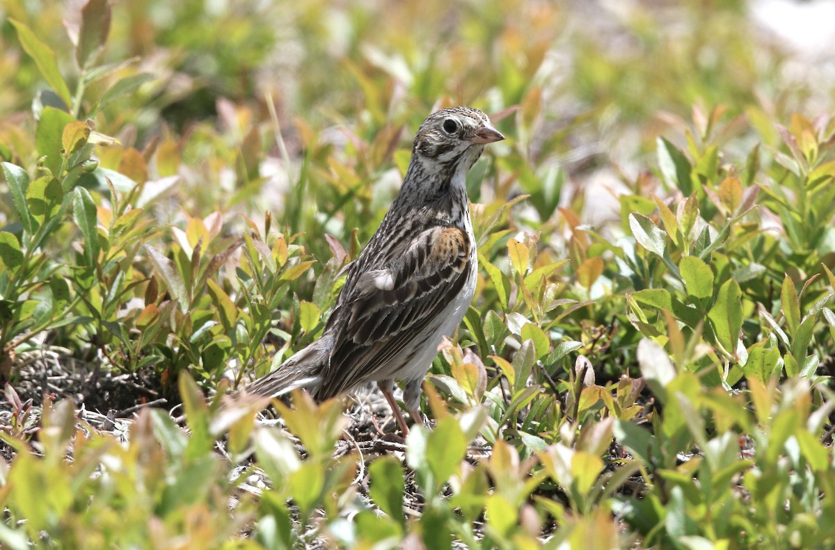 Vesper Sparrow - ML462878571