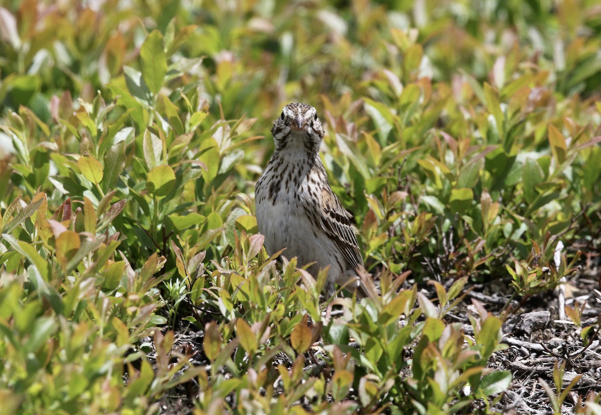 Vesper Sparrow - ML462878881