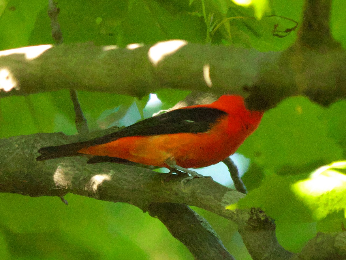 Scarlet Tanager - ML462879491