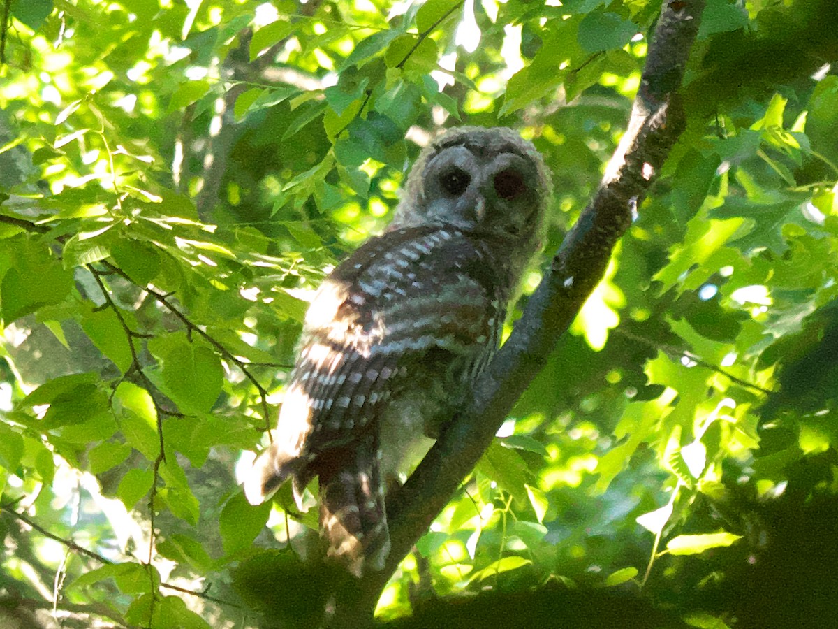 Barred Owl - ML462879671