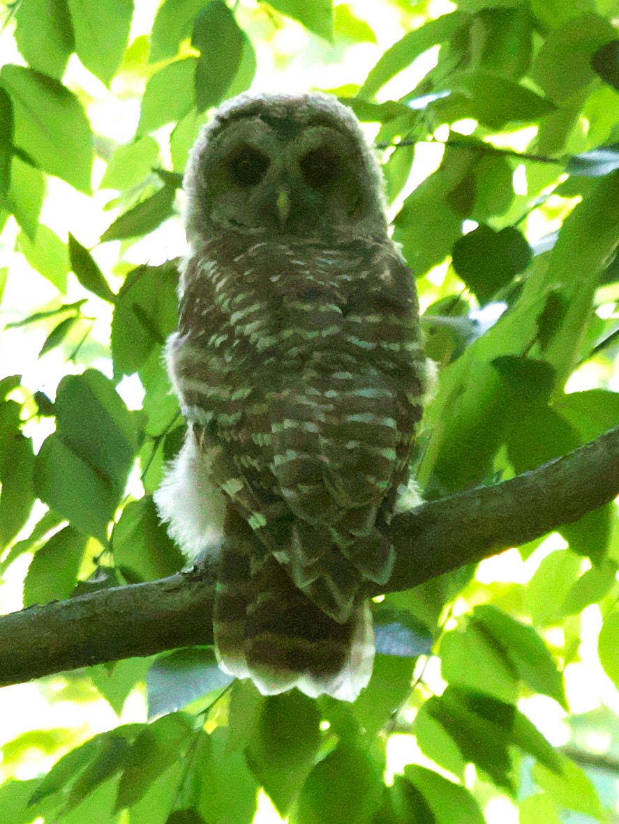 Barred Owl - ML462879801