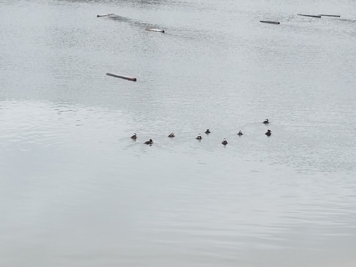 Hooded Merganser - ML46288061