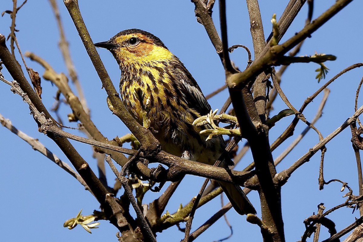 Cape May Warbler - ML462882631