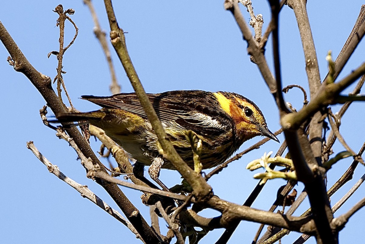 Cape May Warbler - ML462882851