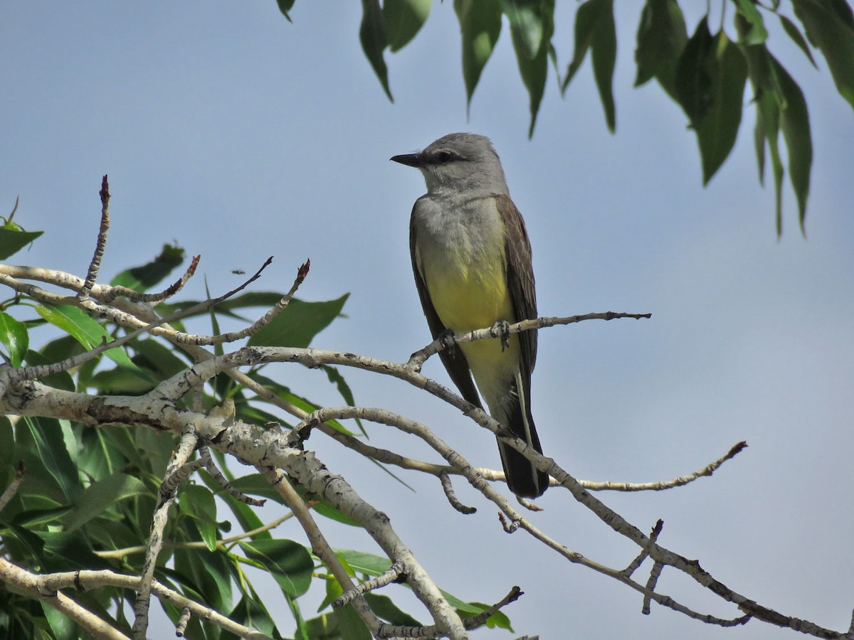 Western Kingbird - ML462883181