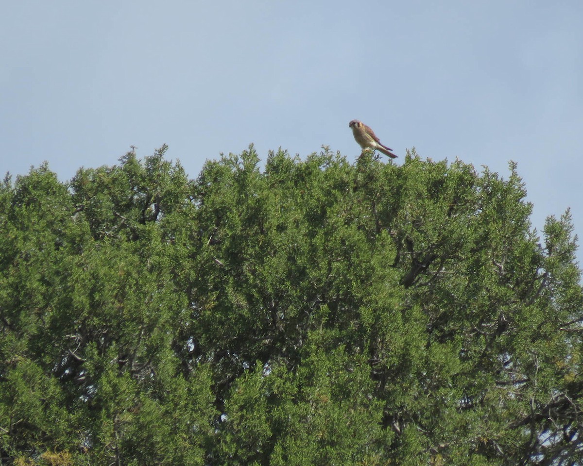 American Kestrel - ML462883491