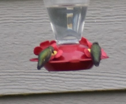 Calliope Hummingbird - ML462885421