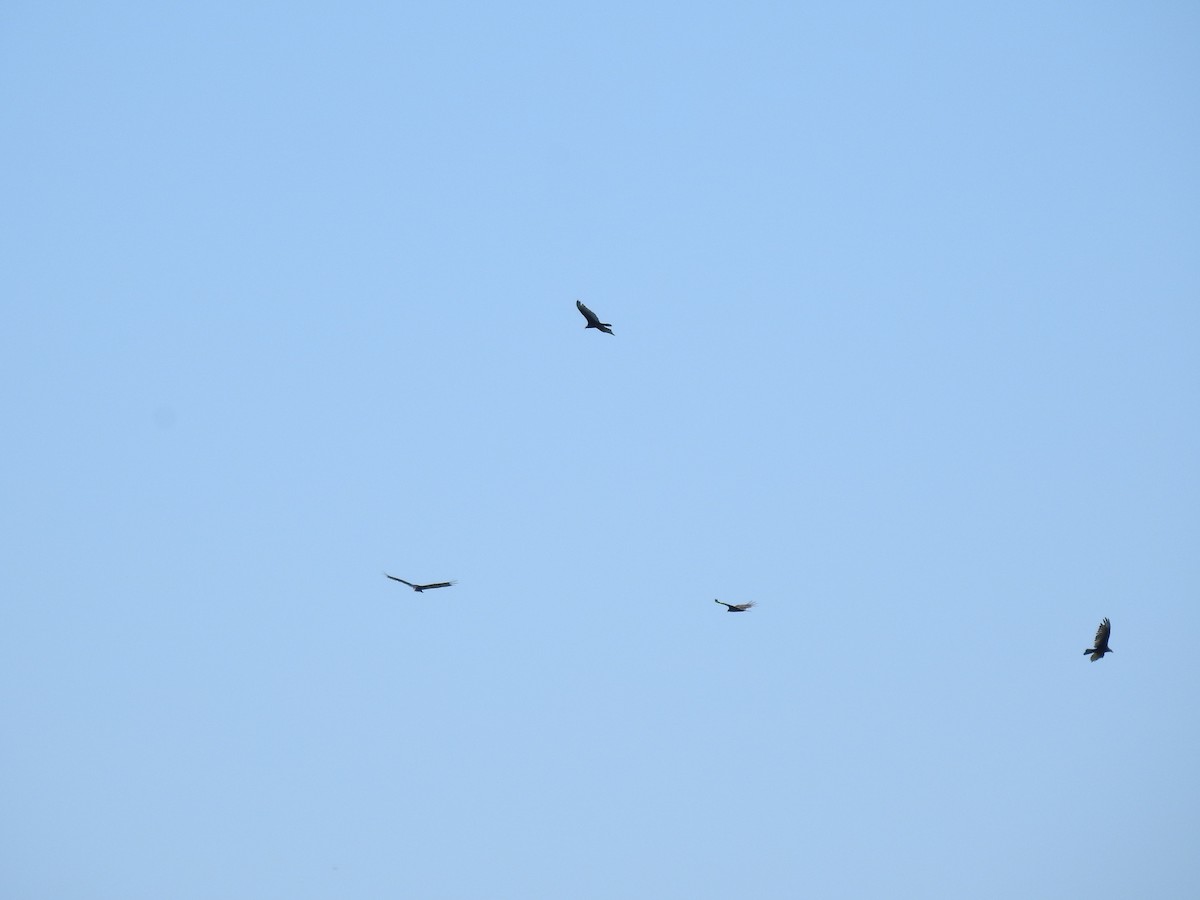 Turkey Vulture - ML462885501