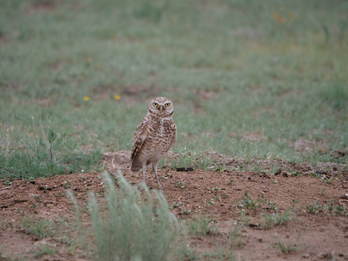 Burrowing Owl - ML462886371