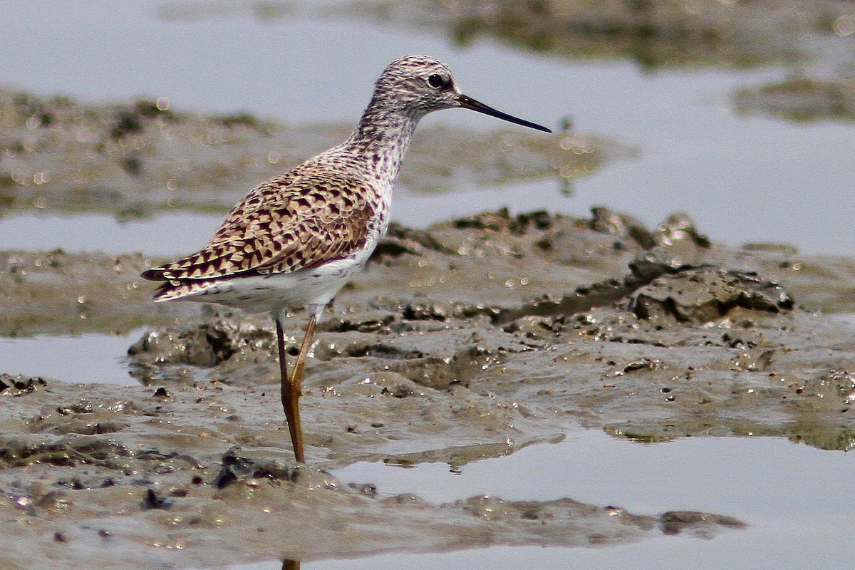 Marsh Sandpiper - ML462887411