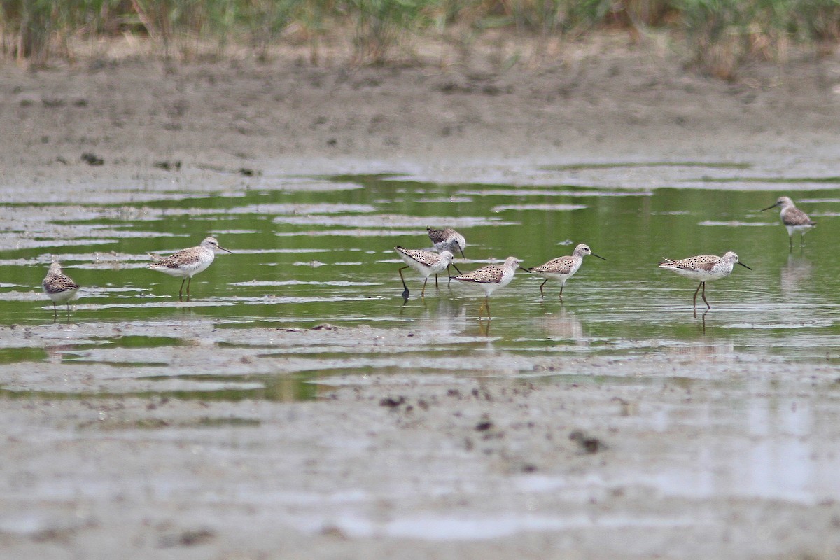 Marsh Sandpiper - ML462887481