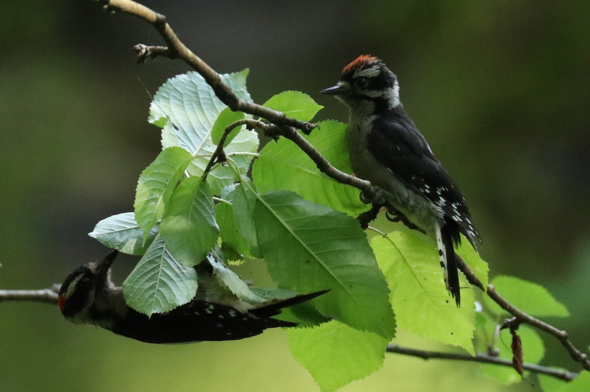 Downy Woodpecker - Warren Cronan