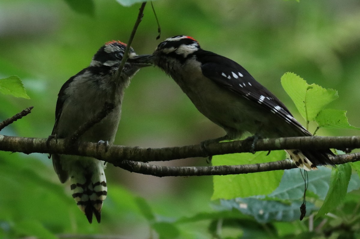 Downy Woodpecker - Warren Cronan