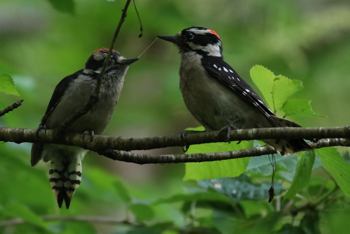 Downy Woodpecker - ML462887951