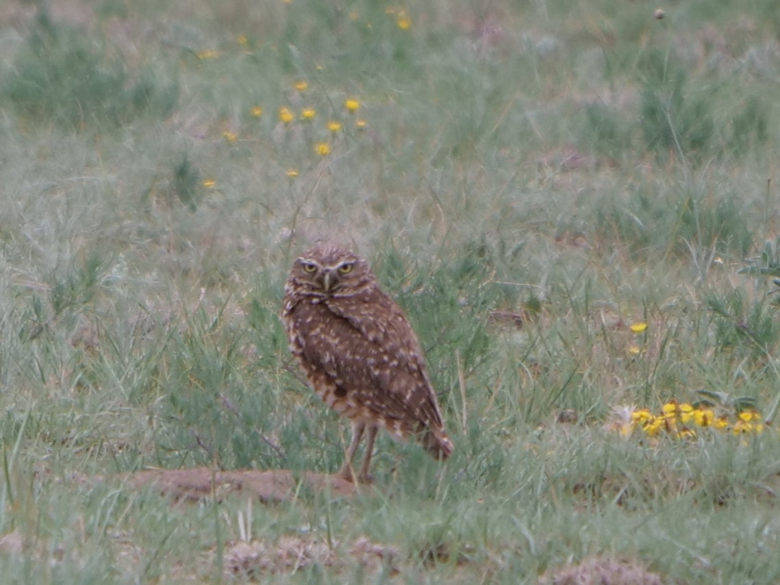 Burrowing Owl - ML462887961