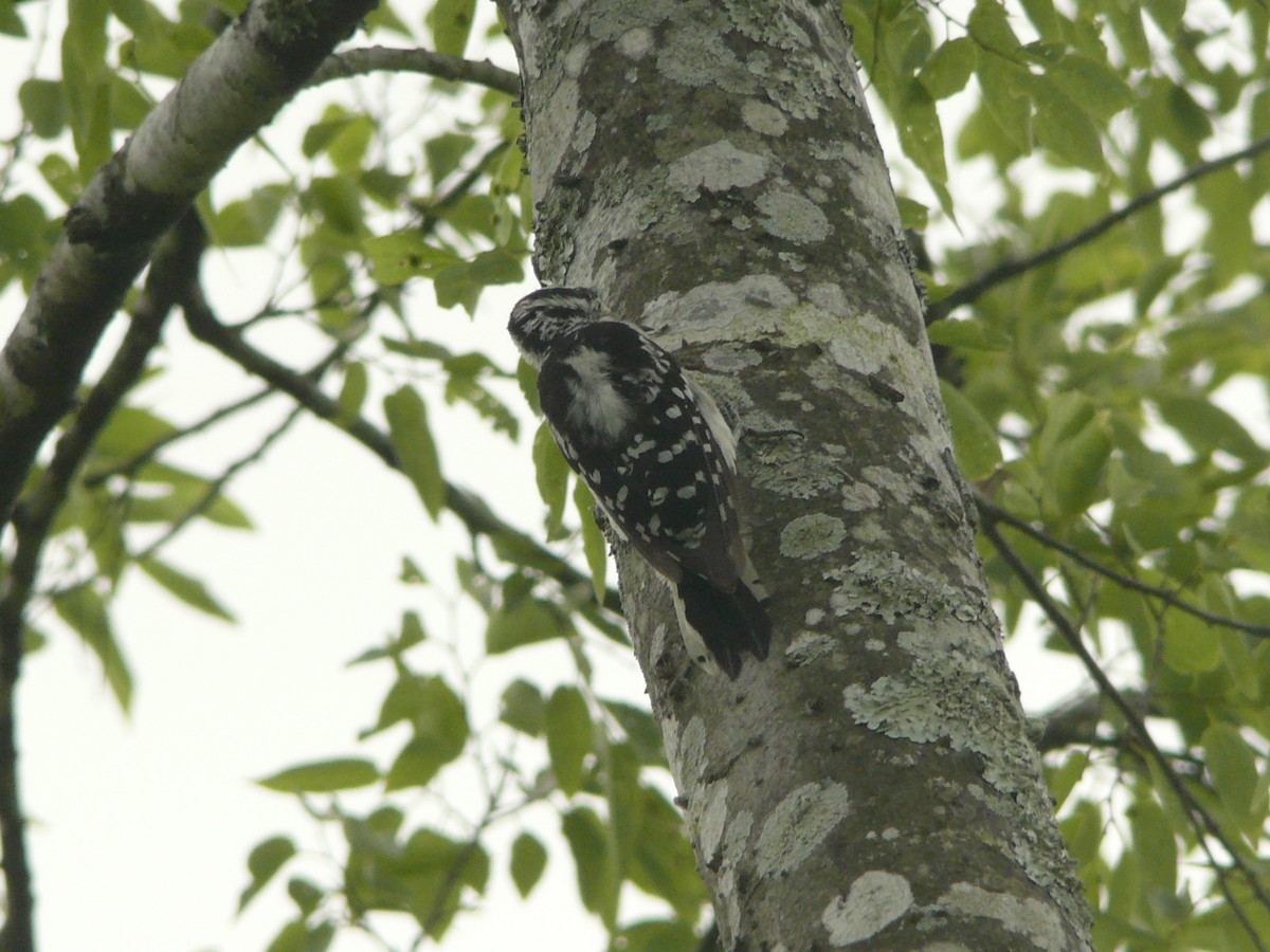 Downy Woodpecker - ML462888811