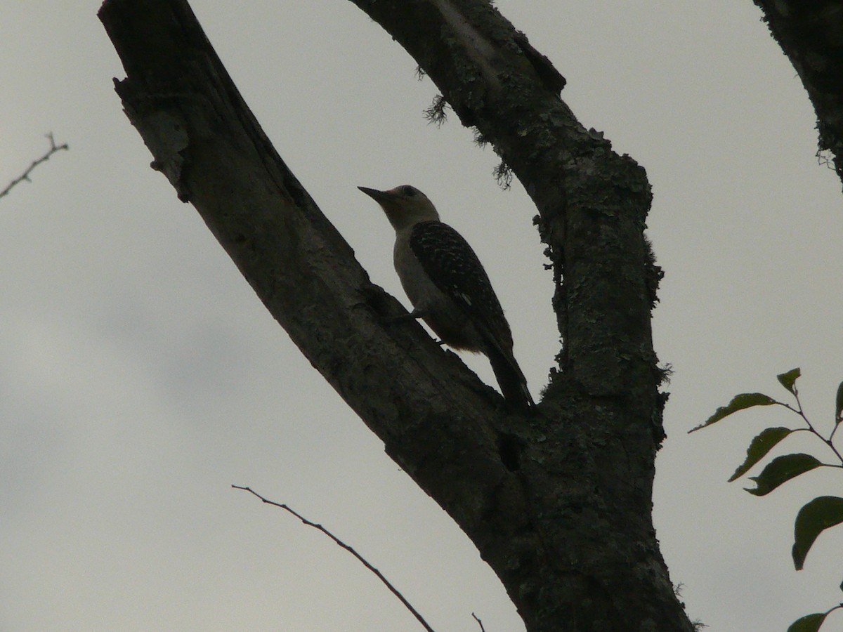 Red-bellied Woodpecker - ML462888841