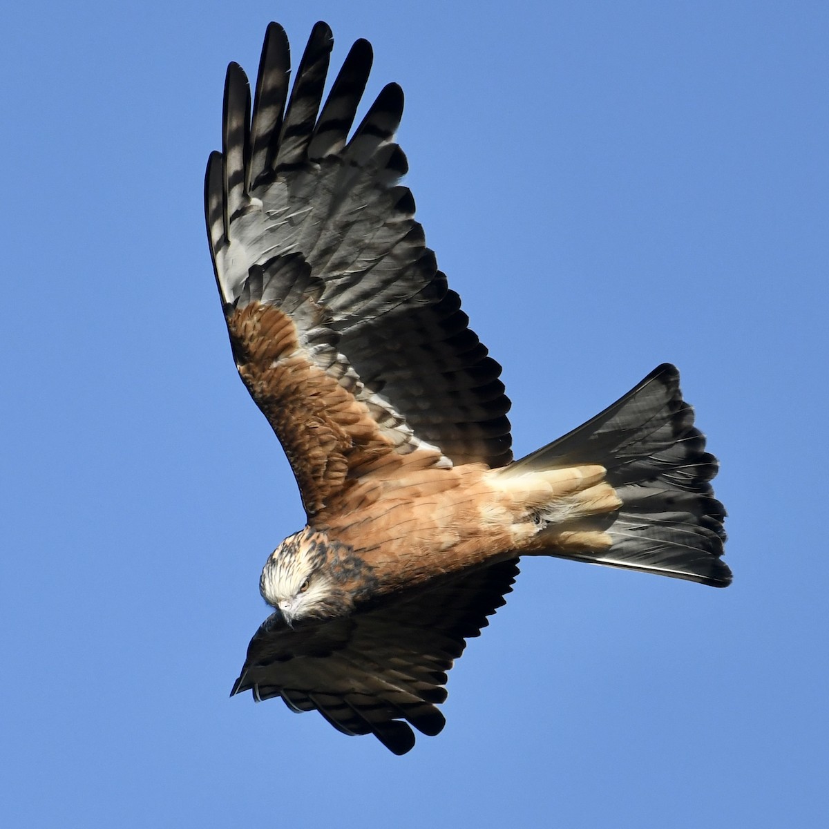 Square-tailed Kite - Mike Barrow