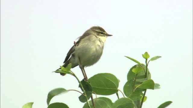 Arctic Warbler - ML462890