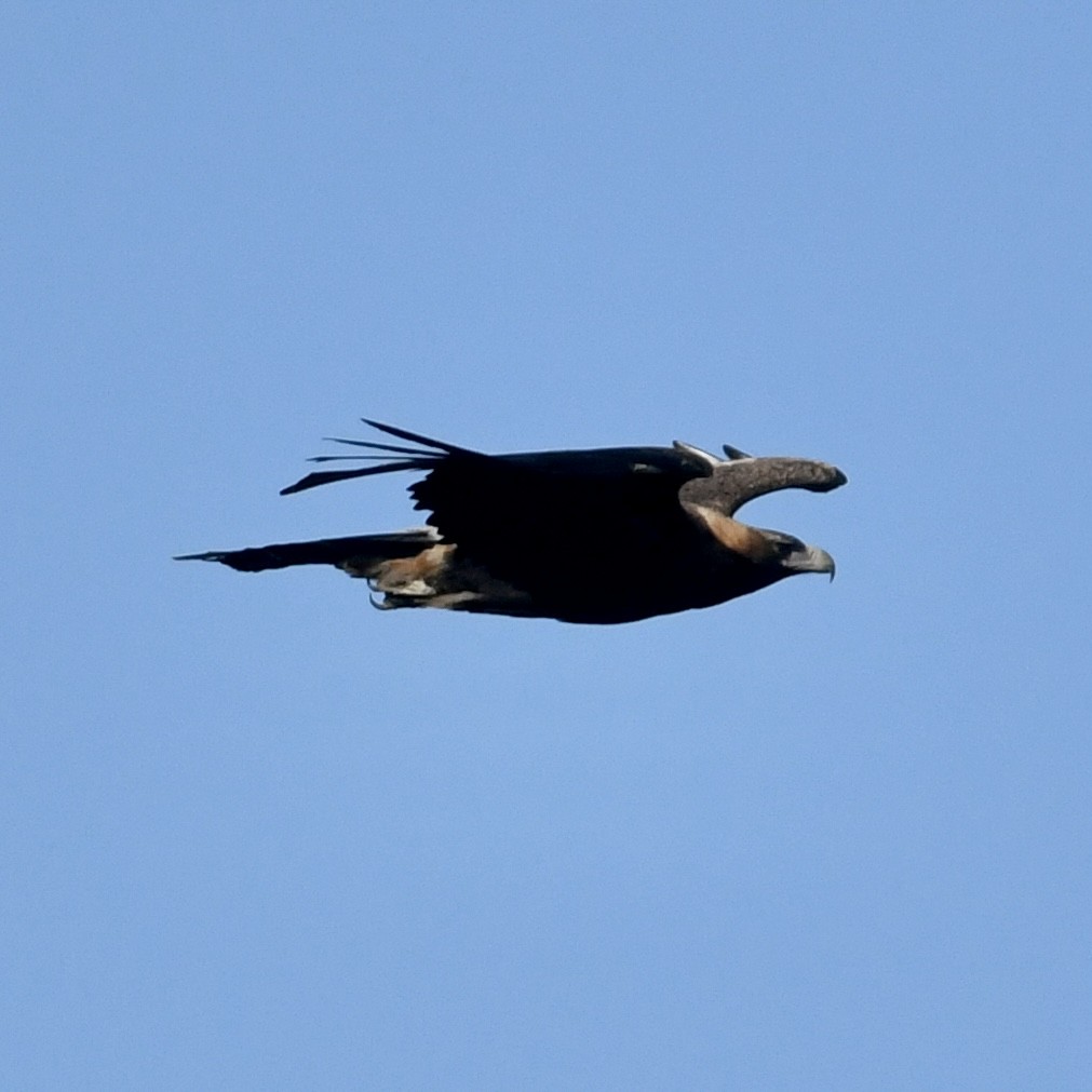 Wedge-tailed Eagle - Mike Barrow