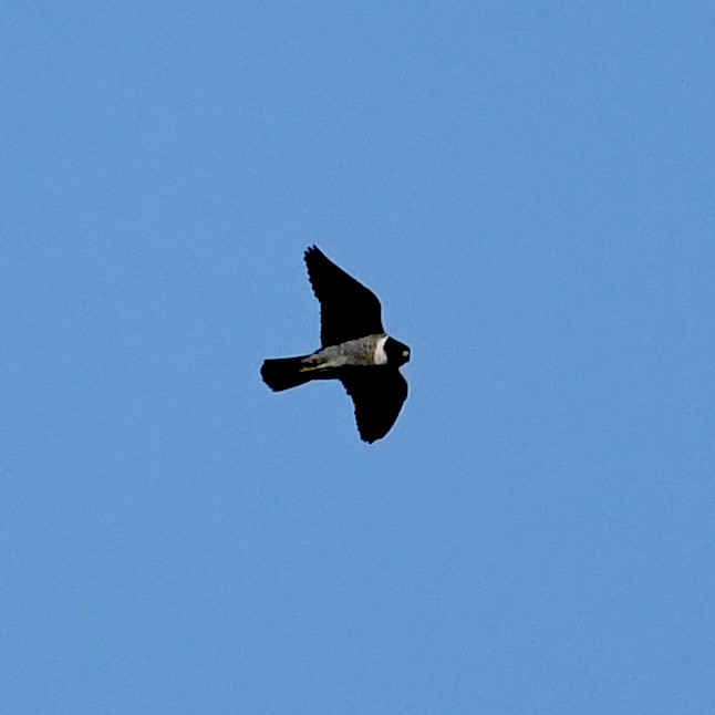 Peregrine Falcon - Mike Barrow