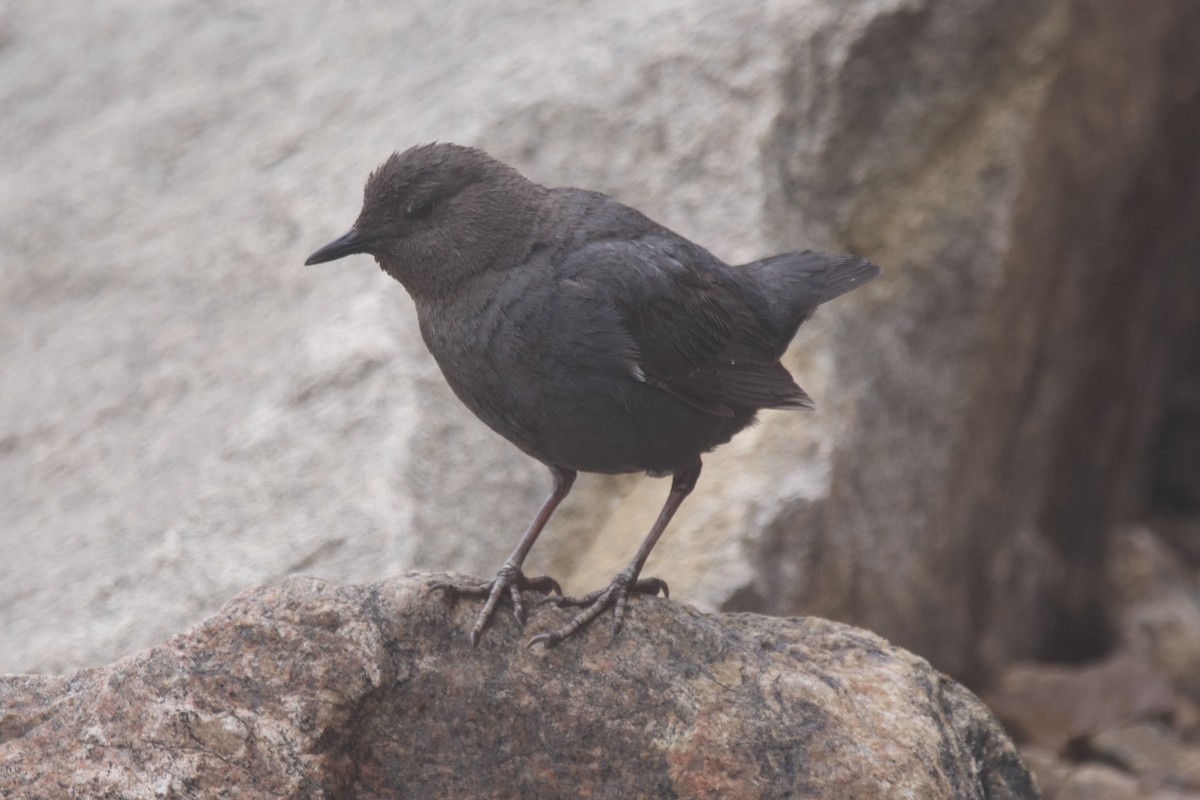 American Dipper - ML462890561