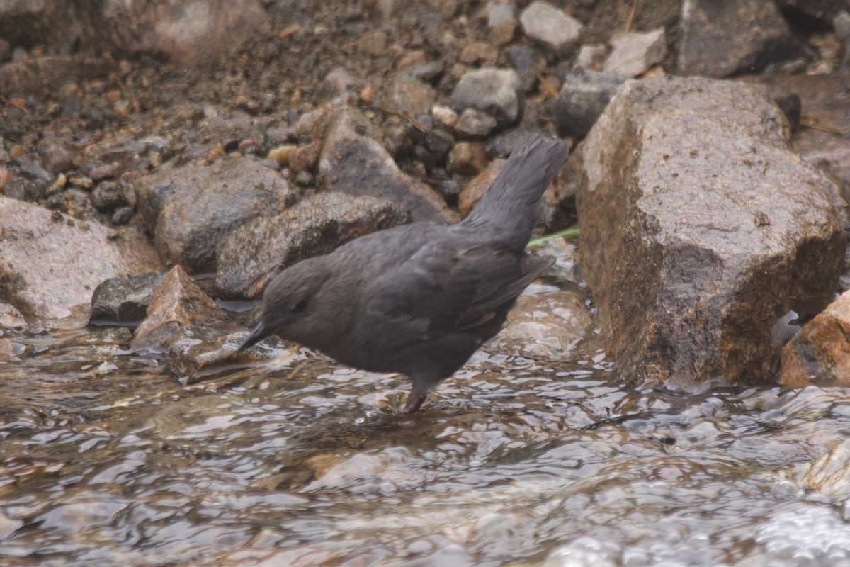 American Dipper - ML462890591