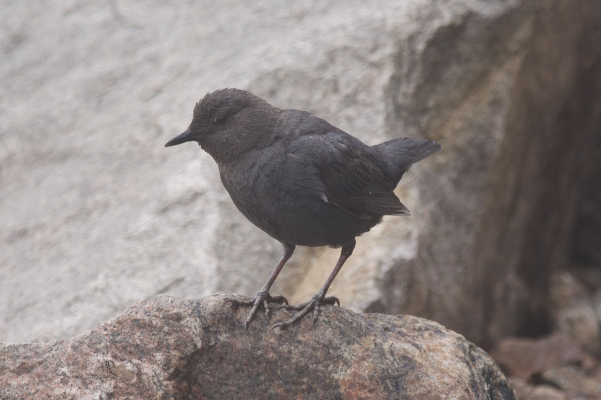 American Dipper - ML462890601