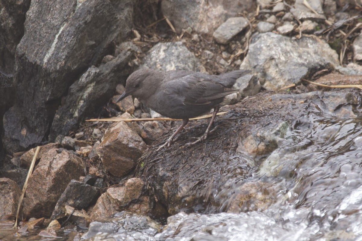 American Dipper - ML462890621