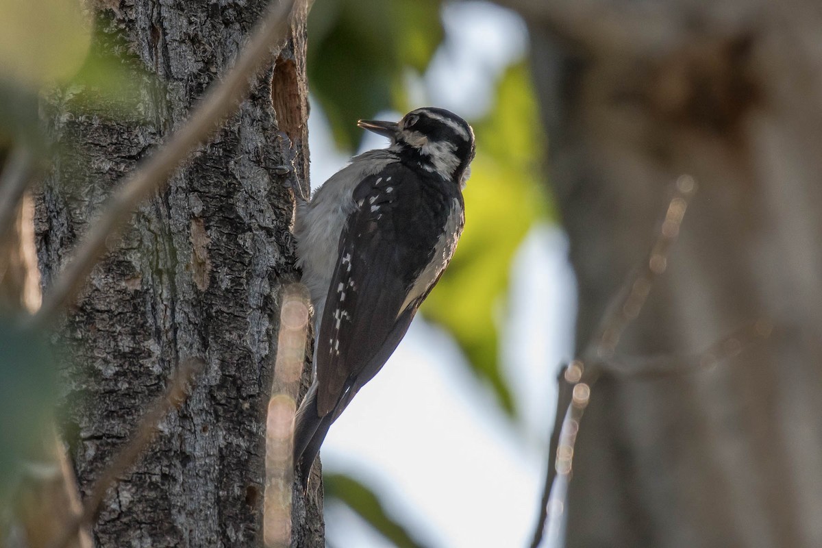 Hairy Woodpecker - Janet Busi