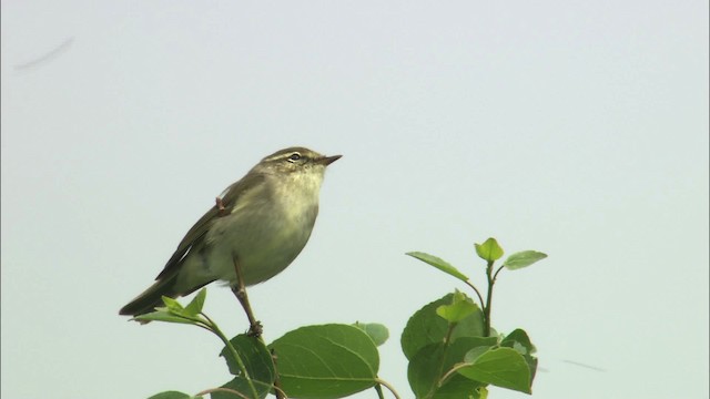 Arctic Warbler - ML462891