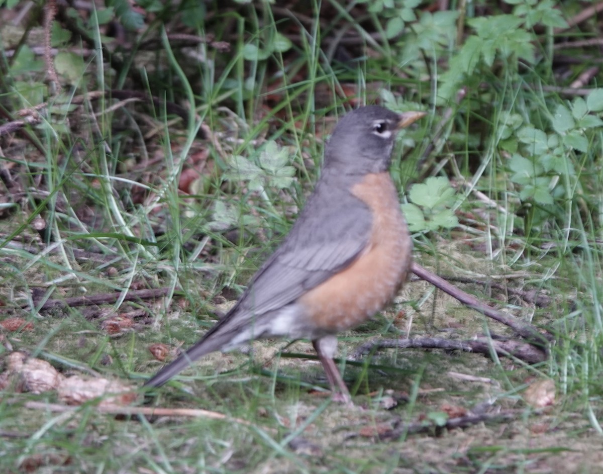 American Robin - ML462891121