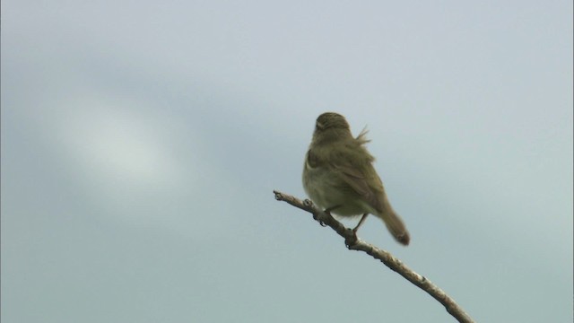 Arctic Warbler - ML462892