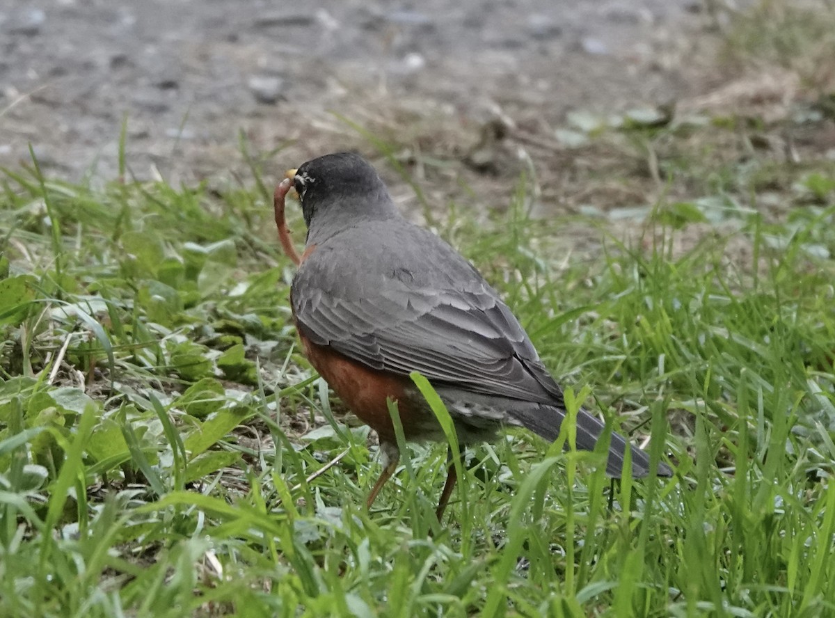 American Robin - ML462892111