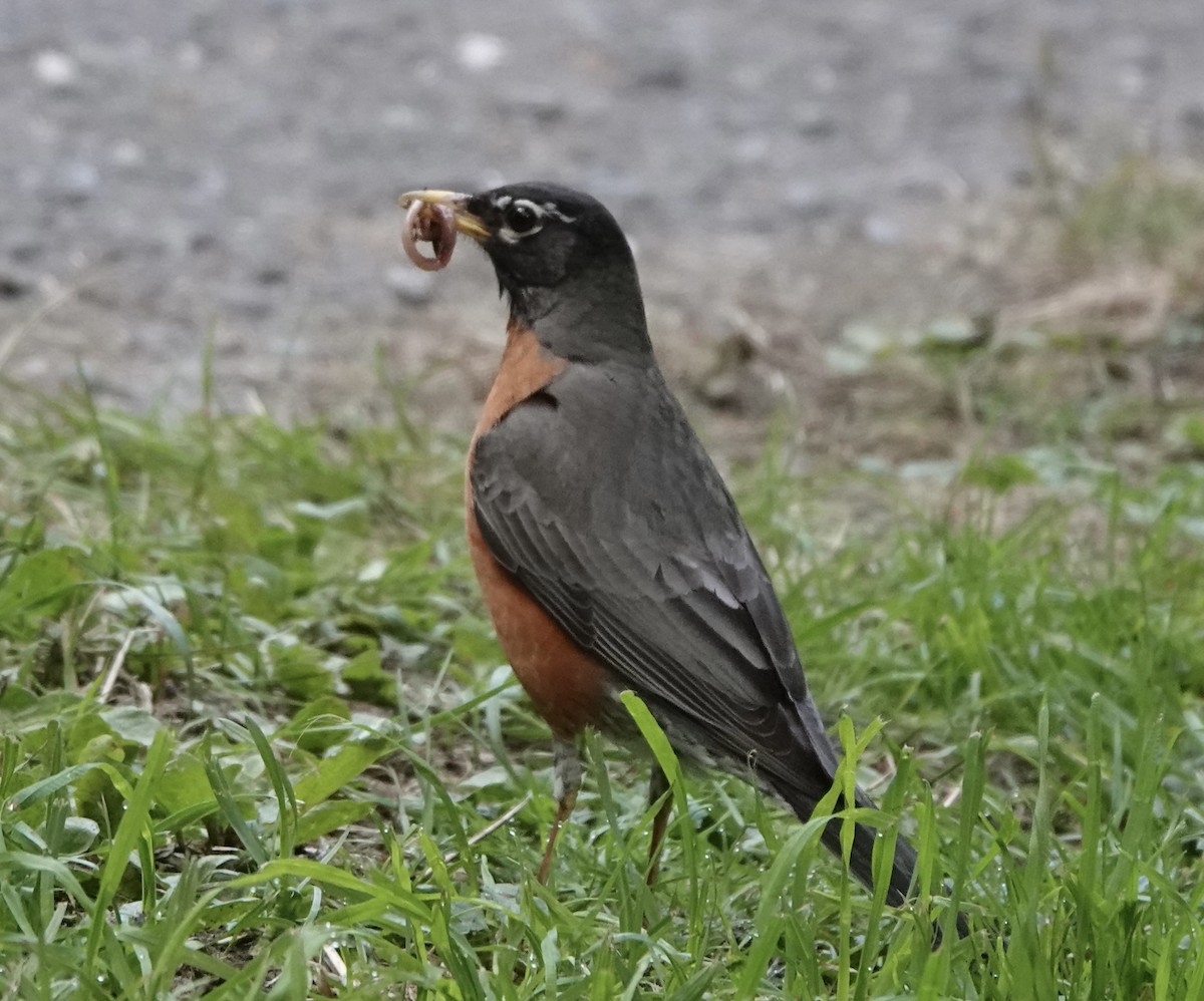 American Robin - ML462892121