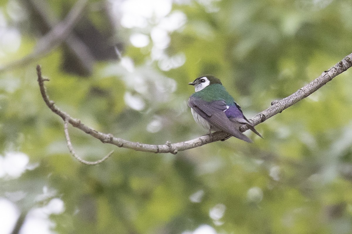 Violet-green Swallow - ML462892451