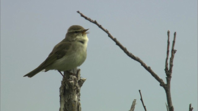 Arctic Warbler - ML462893