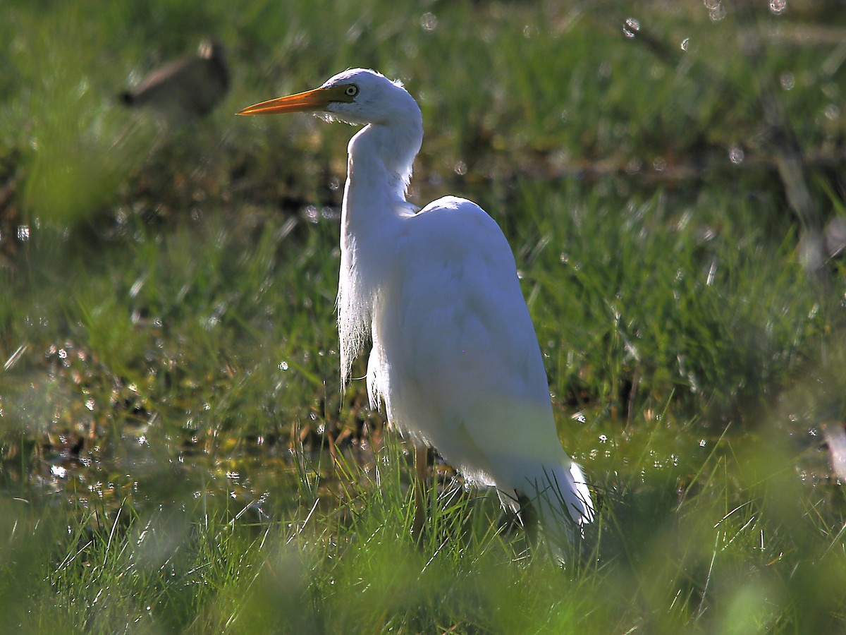 Plumed Egret - Alan Atkinson