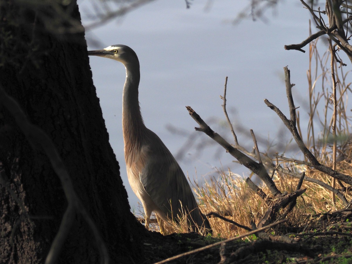 White-faced Heron - ML462894621