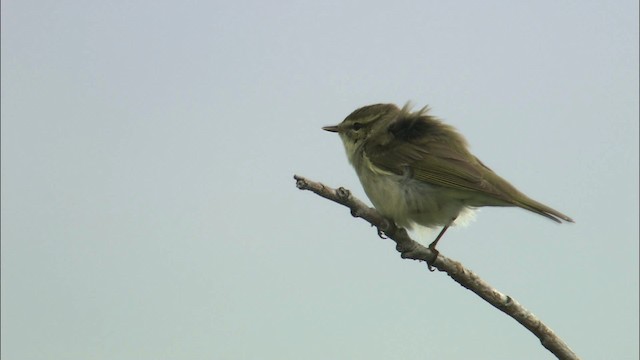 Arctic Warbler - ML462895