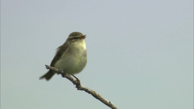 Arctic Warbler - ML462896