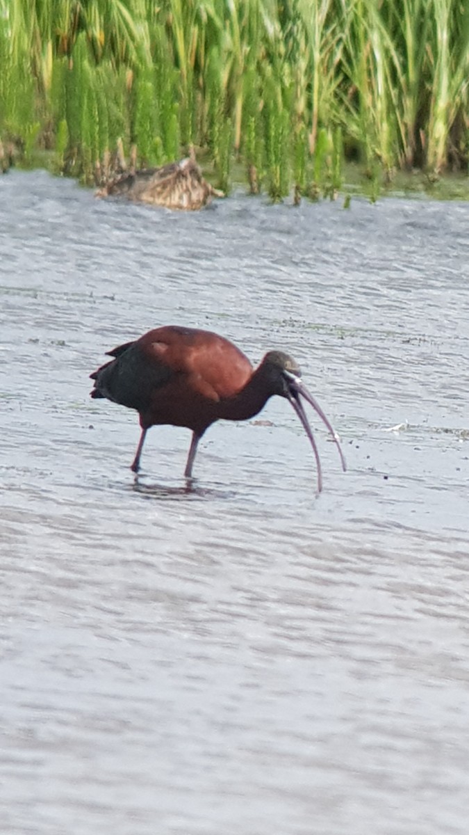 Glossy Ibis - ML462896121