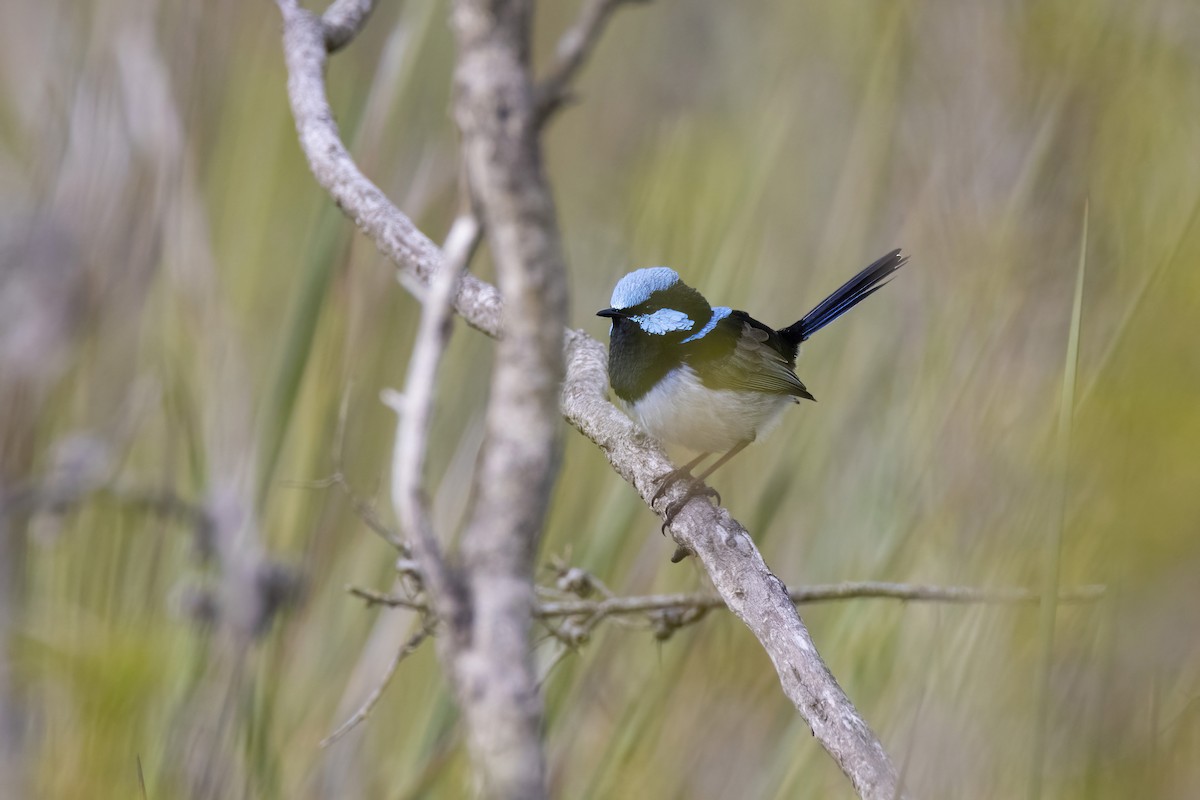 Superb Fairywren - ML462896221