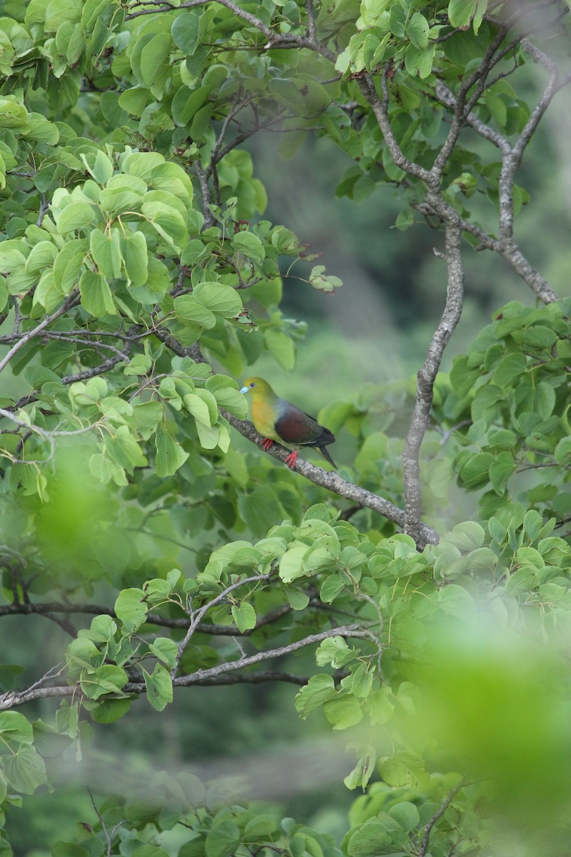 Wedge-tailed Green-Pigeon - ML462896291