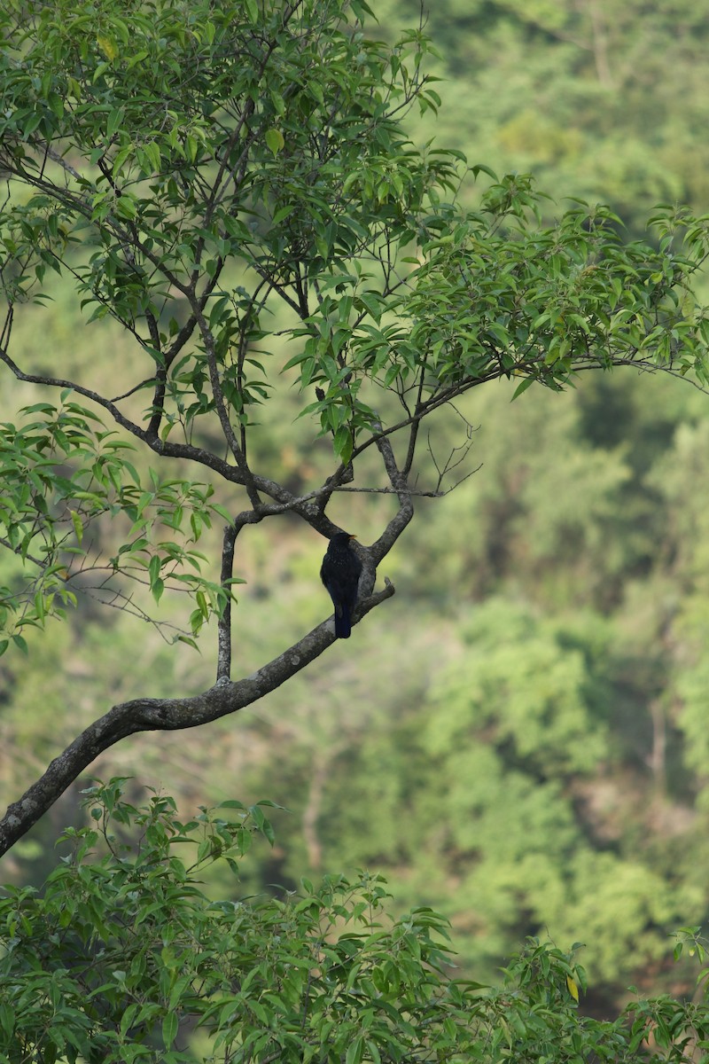 Blue Whistling-Thrush - ML462896411