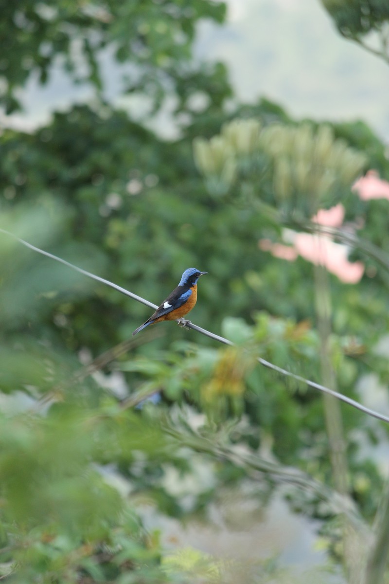 Blue-capped Rock-Thrush - ML462896421