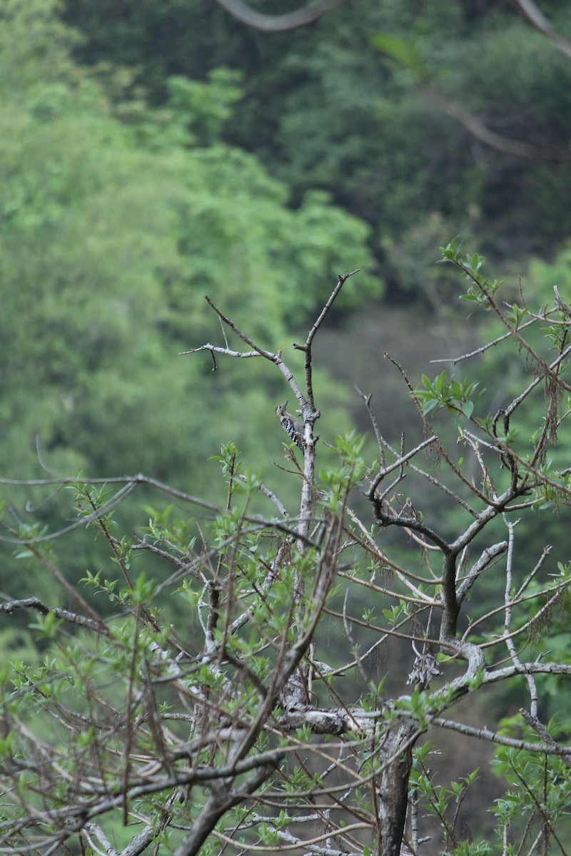 Fulvous-breasted Woodpecker - ML462896461